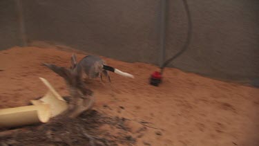 Bilby hopping around an enclosure