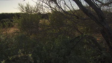 Desert vegetation by a white building