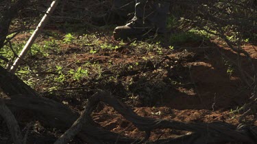 Raking out an animal enclosure