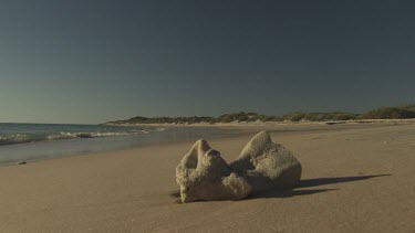 Bleached driftwood on a sandy beach