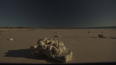 Bleached driftwood on a sandy beach