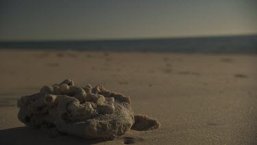 Bleached driftwood on a sandy beach