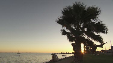 Sunset silhouetting a palm tree on the beach