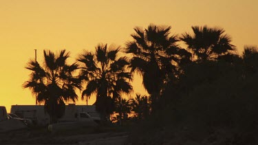 Silhouettes of palm trees at sunset