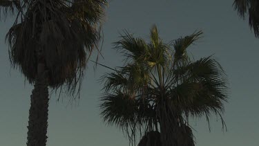 Tall palm trees against a blue sky