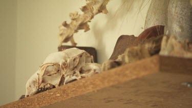 Bleached animal skulls on a shelf