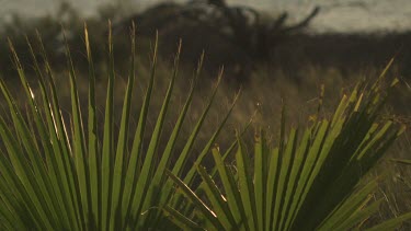 Sunlight on a bright green plant by the coast