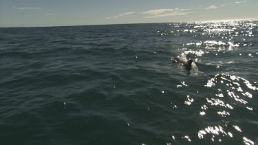 Sunlit dorsal fin of dolphin swimming in the ocean