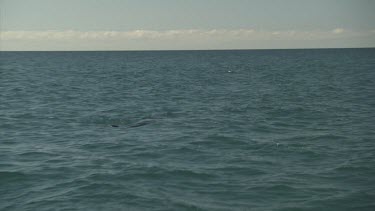 Dorsal fin of dolphin swimming in the ocean