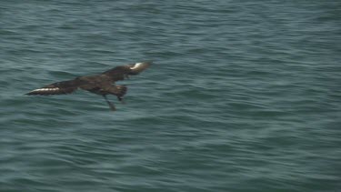 Brown seabird landing and swimming on the ocean surface