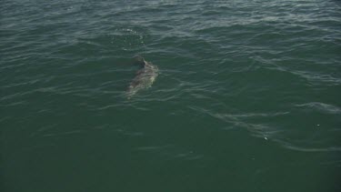 Dolphin swimming at the ocean surface