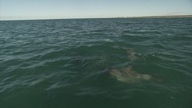 Dorsal fins of dolphins swimming at the ocean surface