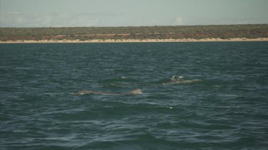 Dorsal fins of dolphins swimming at the ocean surface