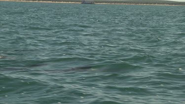 Dorsal fins of dolphins swimming at the ocean surface
