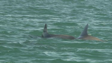 Dorsal fins of dolphins swimming at the ocean surface