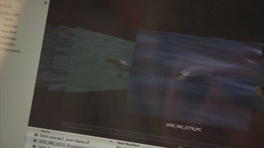 Sorting through pictures of dolphins on a computer screen