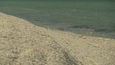 Close up of white shells covering a beach