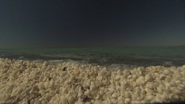 Close up of white shells covering a beach