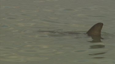 Dorsal fin of dolphin swimming at the ocean surface