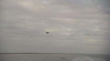 Seabird flying over the ocean