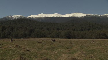 Kangaroos hopping in a field overlooked by a snow-capped mountain