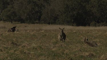Kangaroos in a dry field