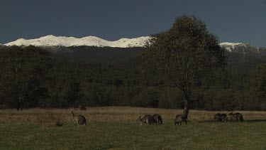 Kangaroos in a field overlooked by a snow-capped mountain