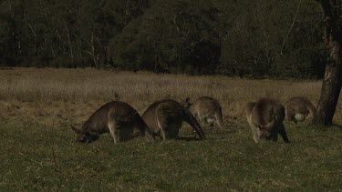 Kangaroos in a field overlooked by a snow-capped mountain