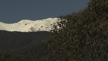 Kangaroos in a field overlooked by a snow-capped mountain