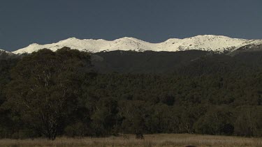 Kangaroos in a field overlooked by a snow-capped mountain