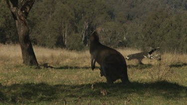 Kangaroo with a joey in her pouch