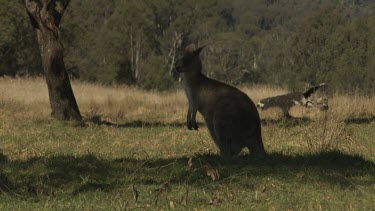 Kangaroo grazing in a dry field