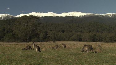 Kangaroos in a field overlooked by a snow-capped mountain