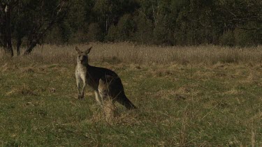 Kangaroo in a field overlooked by a snow-capped mountain