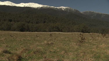 Kangaroos hopping in a field overlooked by a snow-capped mountain