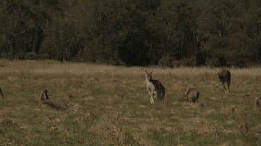 Kangaroos hopping in a dry field