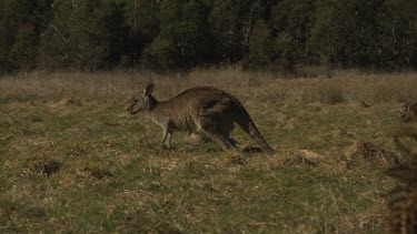 Kangaroo hopping in a dry field