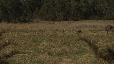 Kangaroo hopping in a dry field