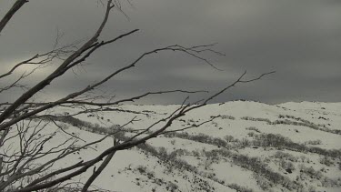 Bare trees atop a snow-covered mountain
