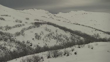 Bare trees atop a snow-covered mountain