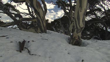Trees atop a snow-covered mountain