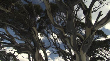 Trees atop a snow-covered mountain