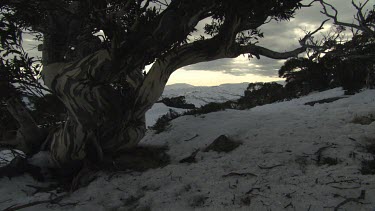 Trees atop a snow-covered mountain