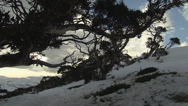 Trees atop a snow-covered mountain