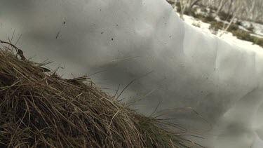 Close up of chunks of melting snow on dry grass