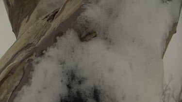 Close up of a tree trunk covered in snow