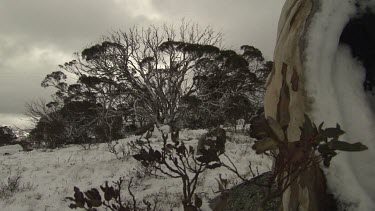 Trees in the snow