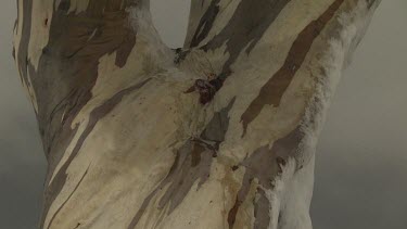 Close up of a snow-covered tree trunk