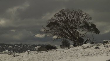 Stormy sky over a tree in a snowy landscape