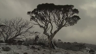 Stormy sky over a tree in a snowy landscape